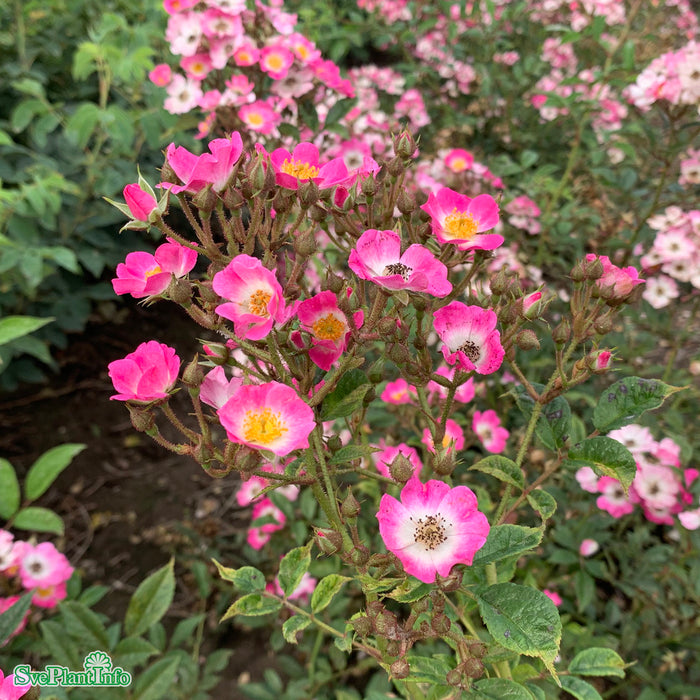 Rosa 'Mozart' C4,5