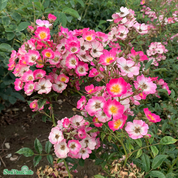 Rosa 'Mozart' C4,5