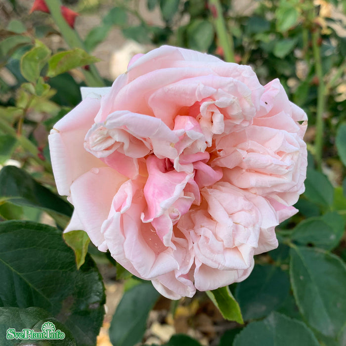 Rosa 'Gloire de Dijon' A kval C4