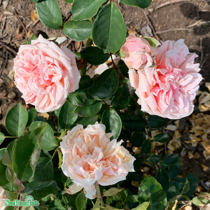 Rosa 'Gloire de Dijon' A kval C4