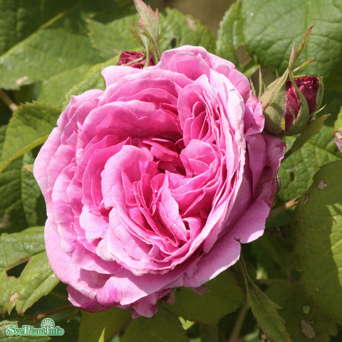 Rosa 'Duchesse de Rohan' A kval C4