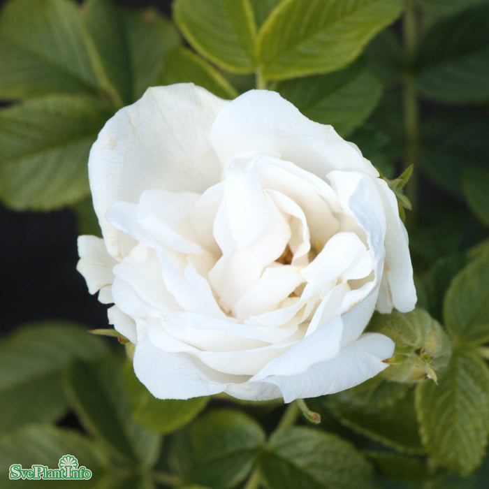 Rosa 'Blanc Double de Coubert' A kval C4