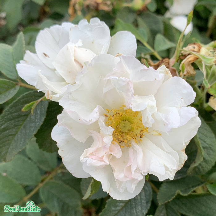 Rosa 'Lac Majeau' A kval C4