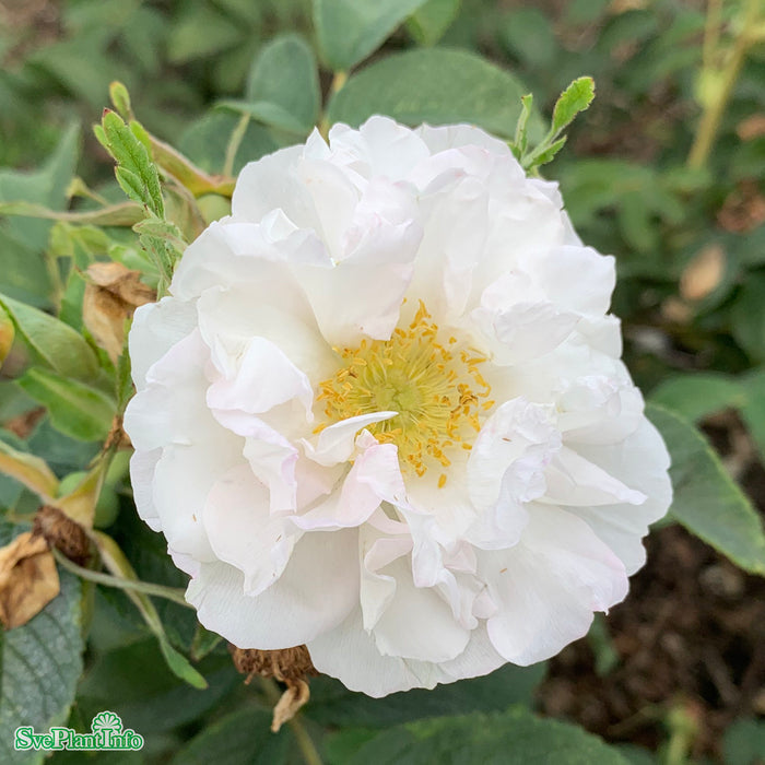 Rosa 'Lac Majeau' A kval C4