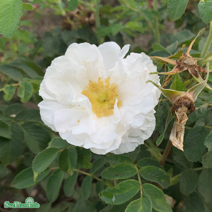 Rosa 'Lac Majeau' A kval C4