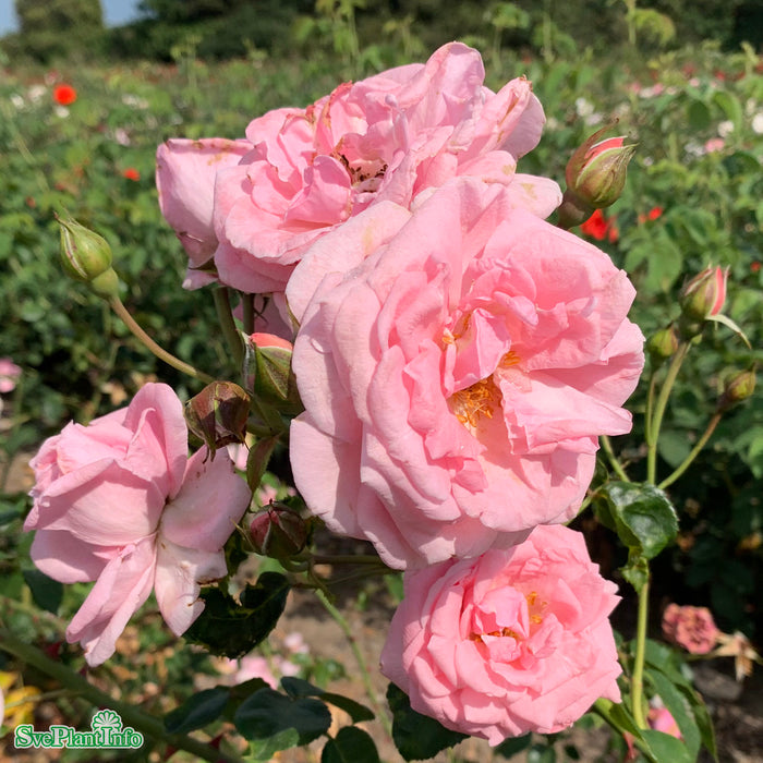 Rosa 'Coral Dawn' A kval C4