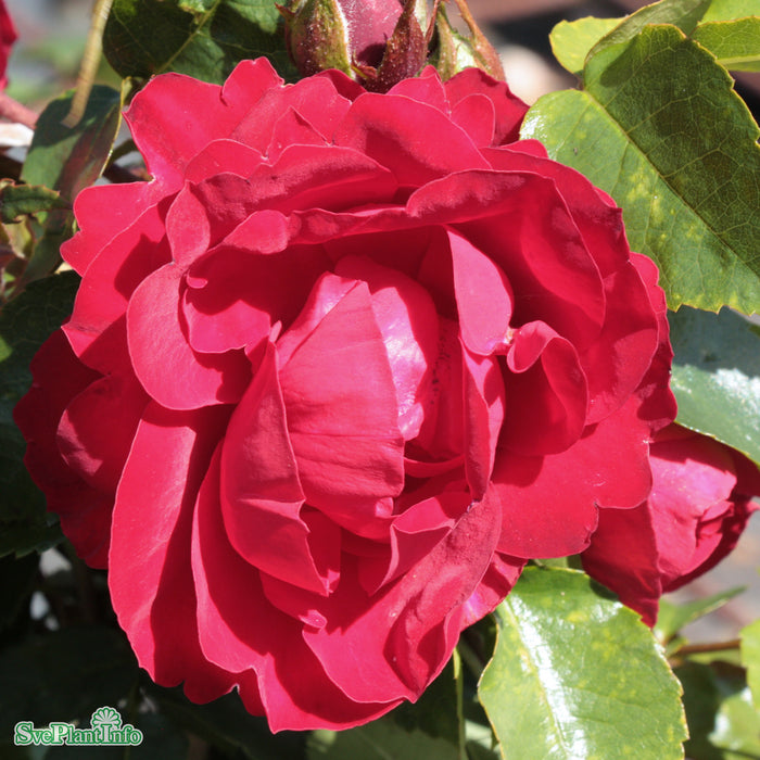 Rosa 'Amadeus' C20 200-250cm