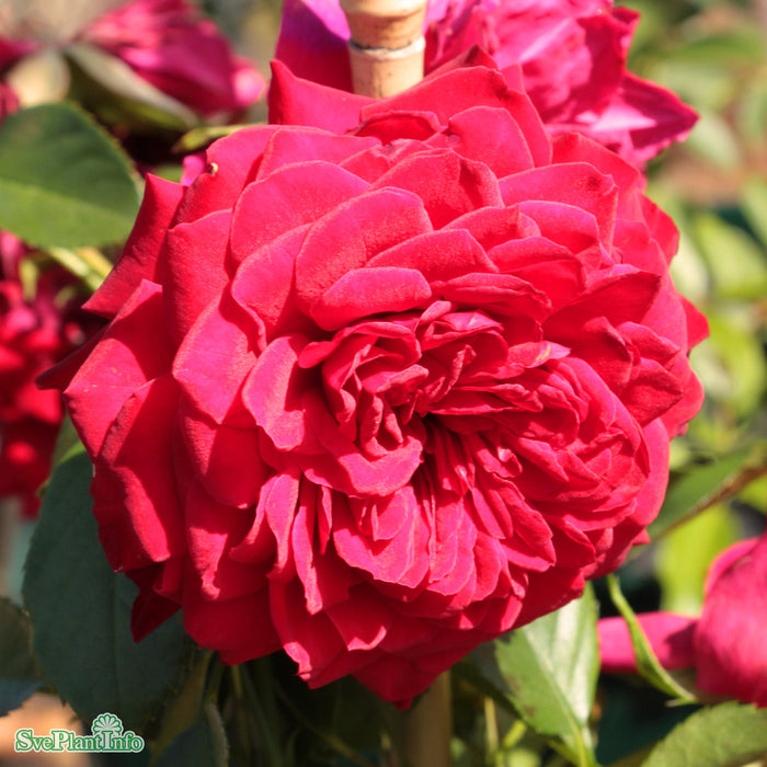 Rosa 'Grand Award' C4
