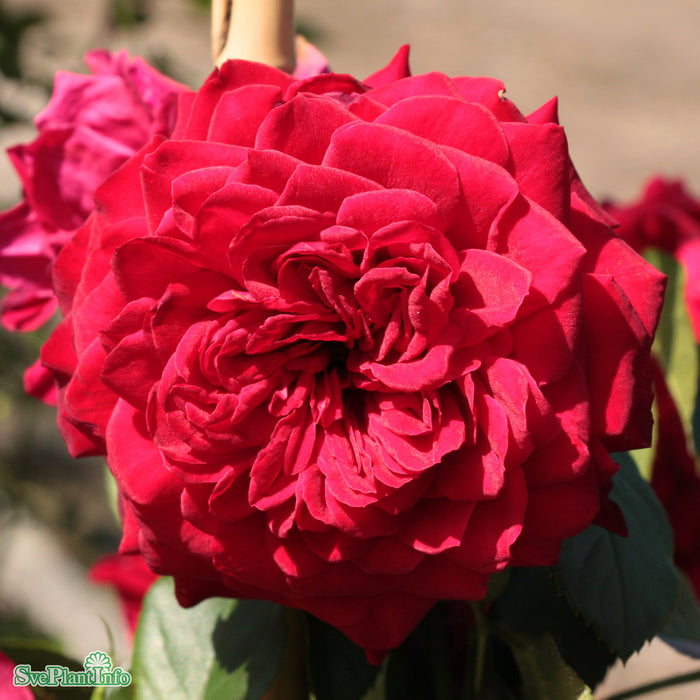 Rosa 'Grand Award' C4