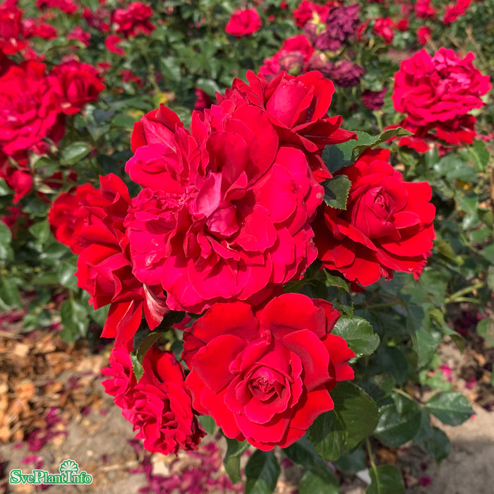 Rosa 'Grand Award' C4