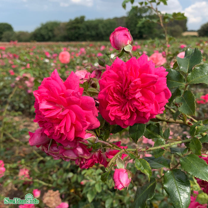 Rosa 'Laguna' A-kval C4