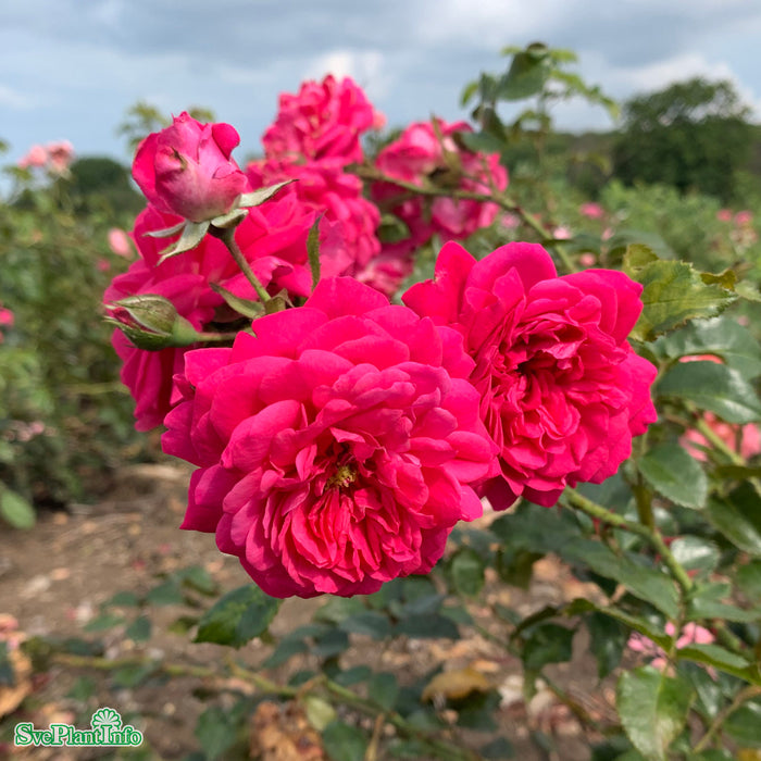 Rosa 'Laguna' A-kval C4