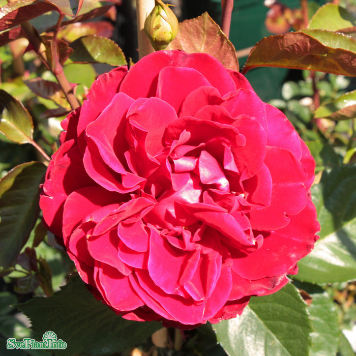 Rosa 'That's Jazz' A kval C4