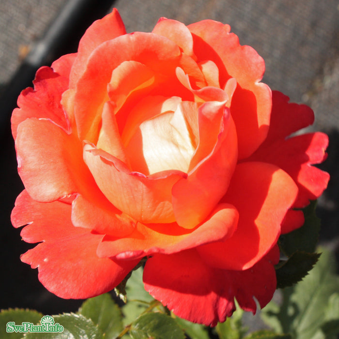 Rosa 'Alexander' A kval C4