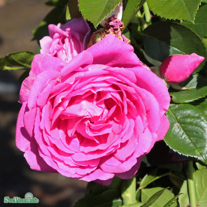 Rosa 'Climbing American Beauty' A kval C4