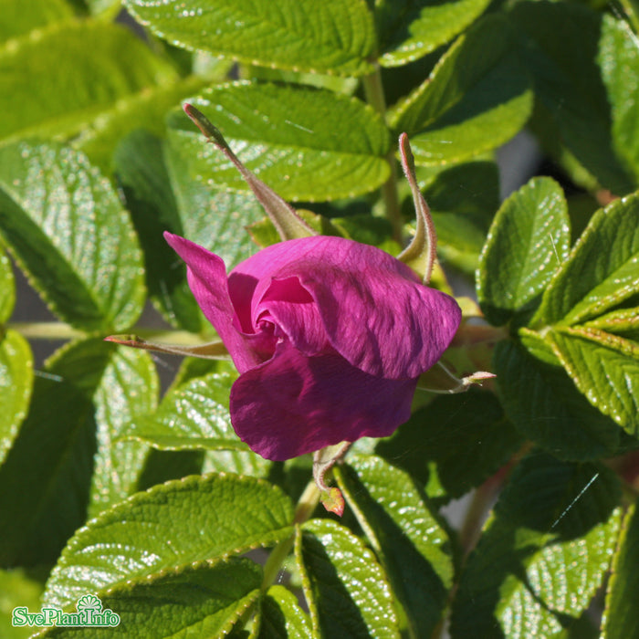 Rosa rugosa 'Regiliana' Busk C3