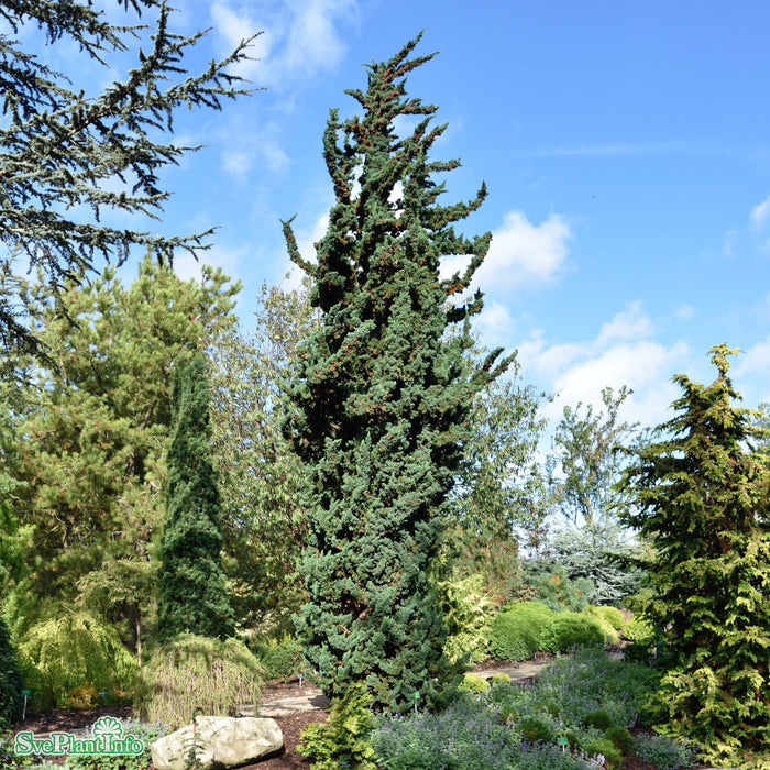 Chamaecyparis lawsoniana 'Wissel's Saguaro' C3 30-40cm