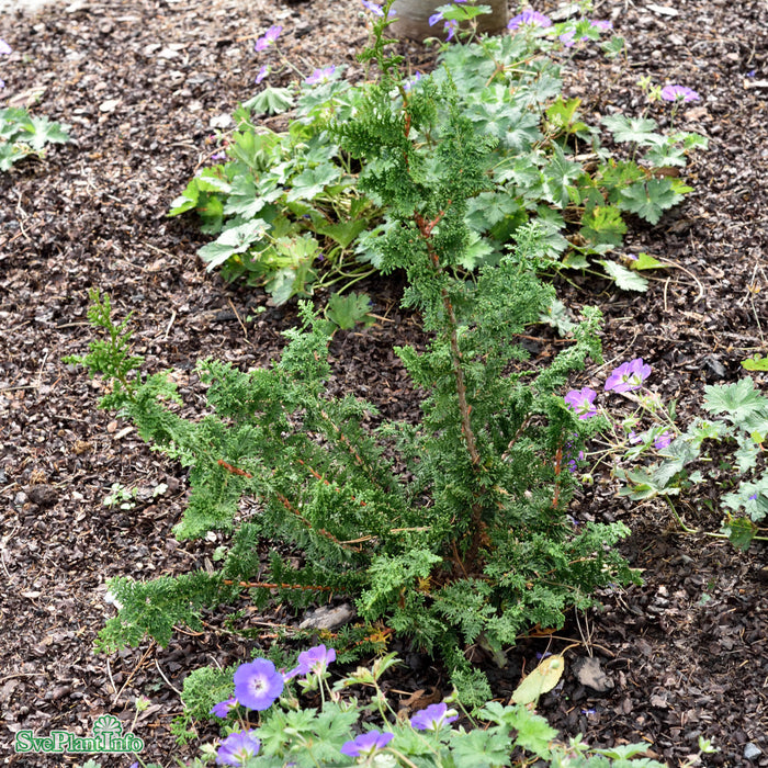 Chamaecyparis obtusa 'Teddy Bear' D6 40-50cm