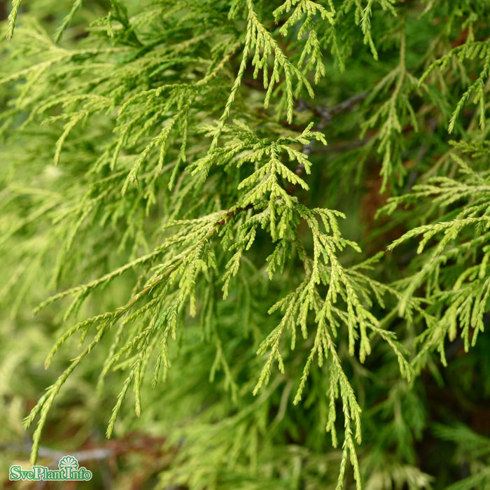 Chamaecyparis pisifera 'Sungold' D4 25-30cm