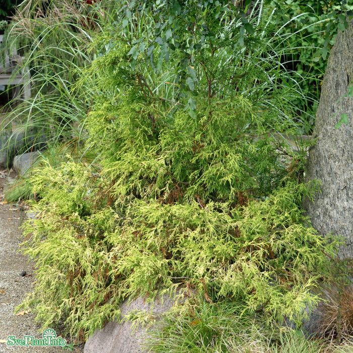 Chamaecyparis pisifera 'Sungold' D10 50-60cm