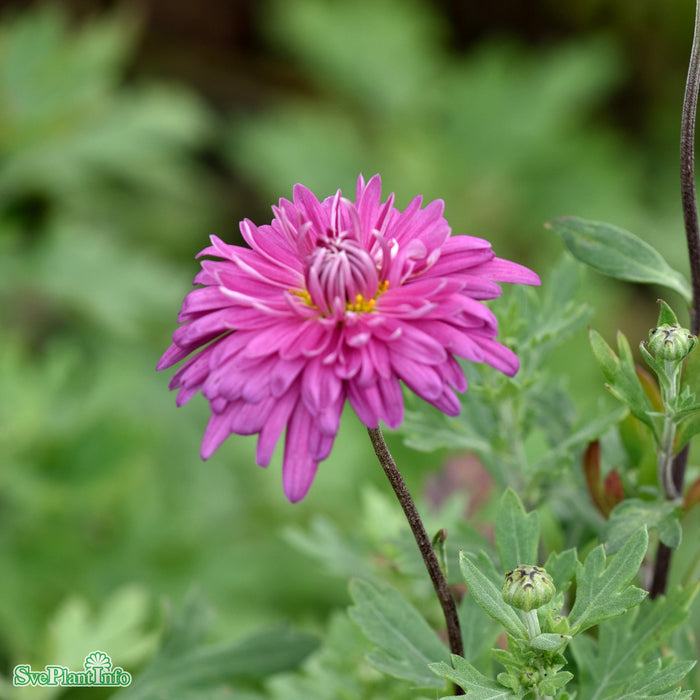 Chrysanthemum zawadskii 'Lady Clara' A-kval