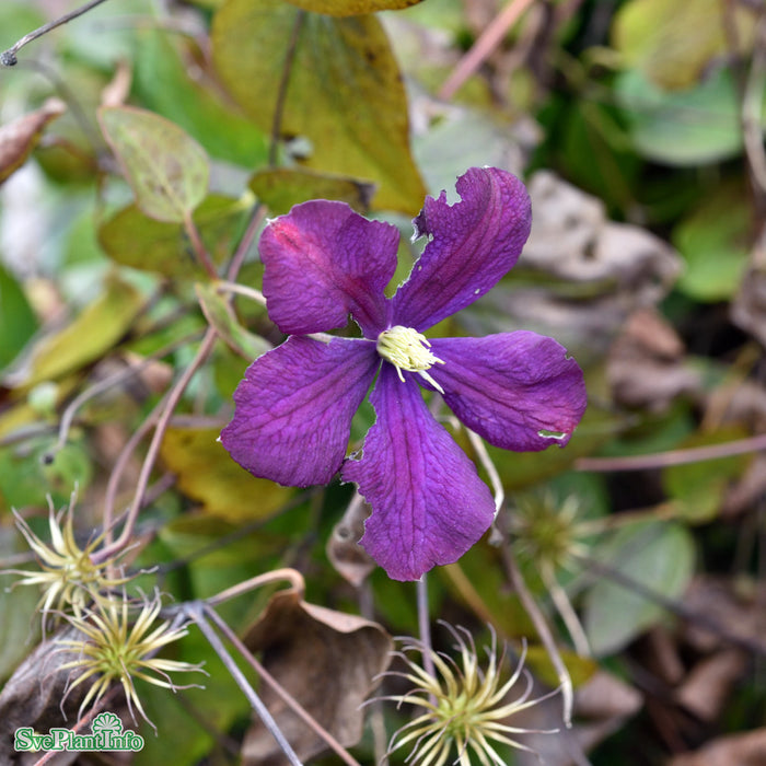 Clematis viticella 'Etoile Violette' C2 40-60cm