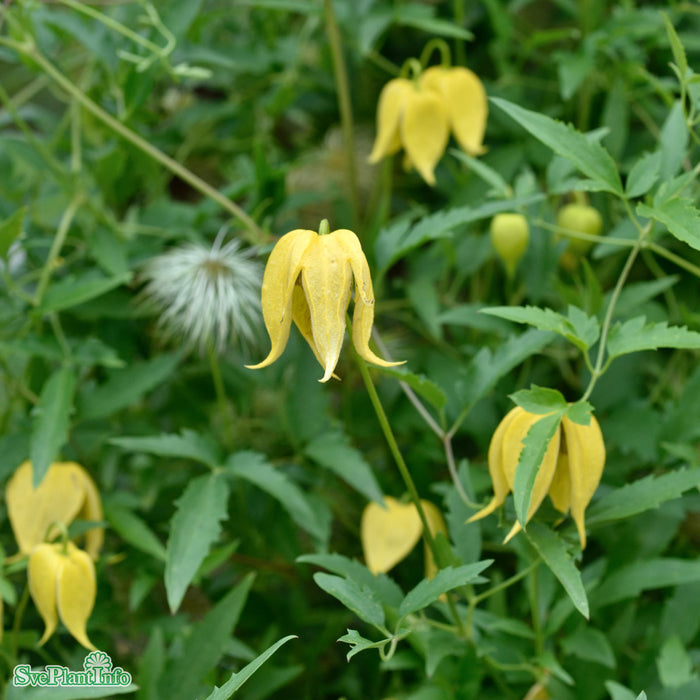 Clematis tangutica