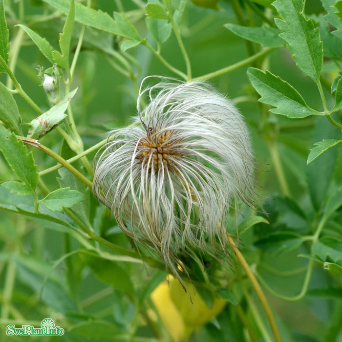 Clematis tangutica C2