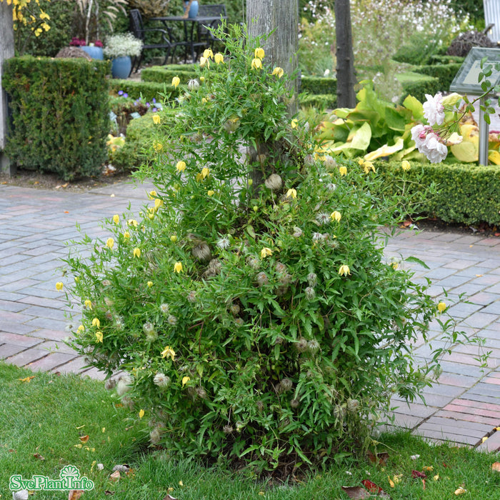 Clematis tangutica C2