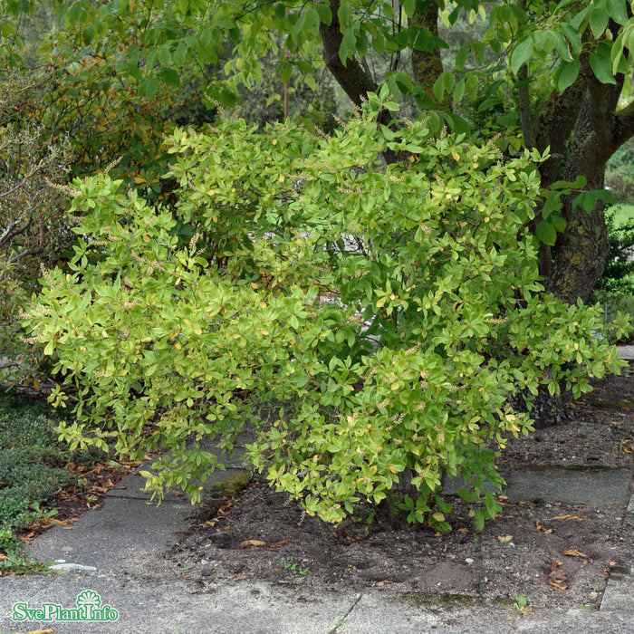 Clethra alnifolia Solitär C20 100-125cm