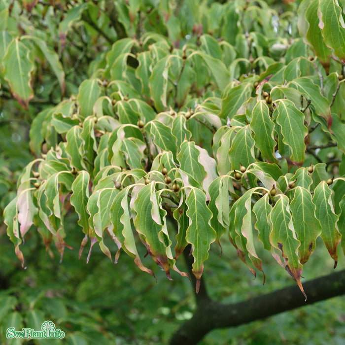 Cornus kousa chinensis 'China Girl' C10 100-125cm