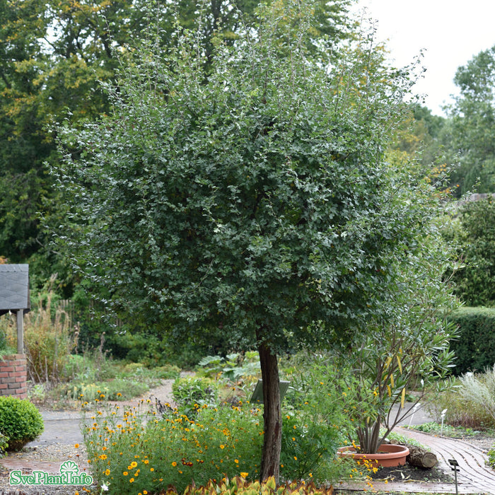 Crataegus monogyna Solitär C20 125-150cm