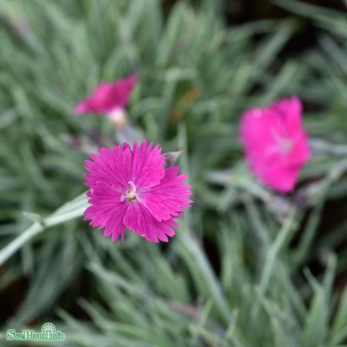 Dianthus gratianopolitanus 'Feuerhexe' A-kval