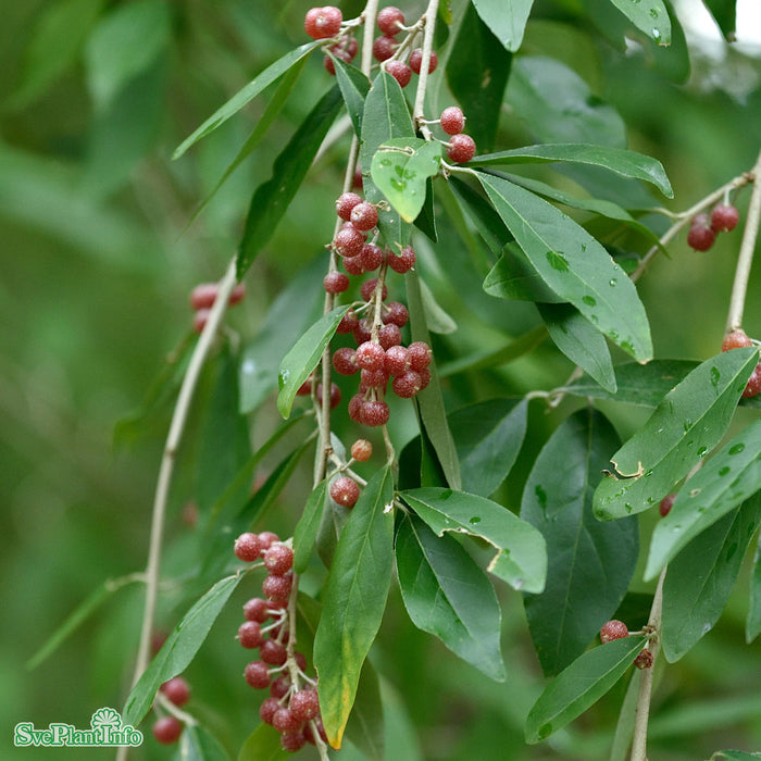 Elaeagnus umbellata Solitär 80-100cm C7,5