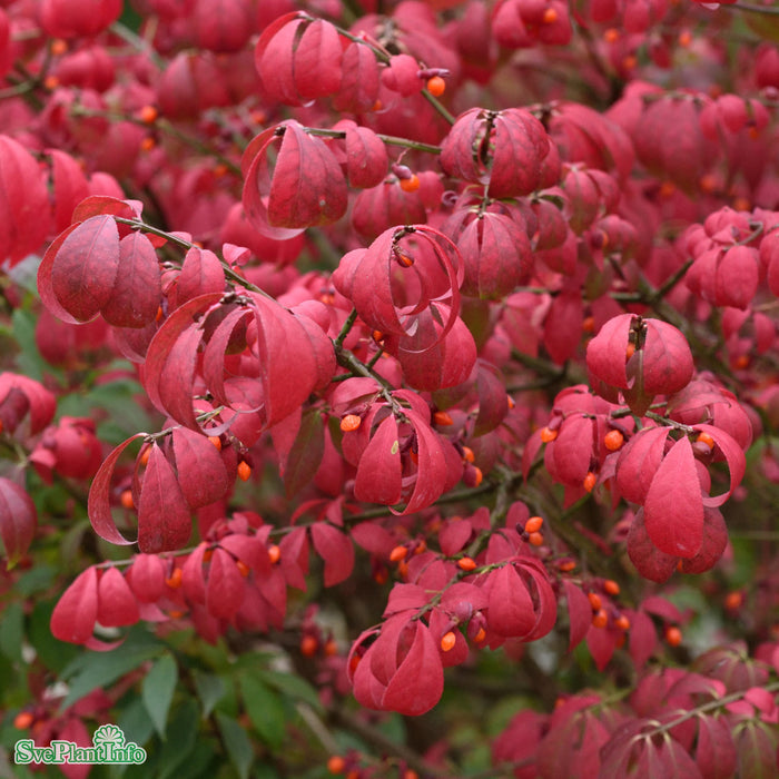 Euonymus alatus 'Compactus' Paraplyform Kl 125-150 150-175cm