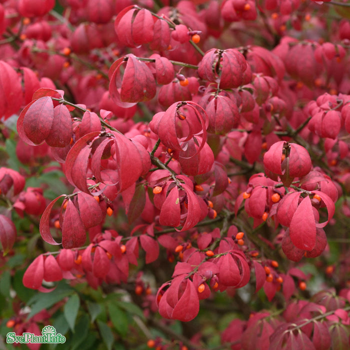 Euonymus alatus 'Compactus' Busk C6 40-60cm