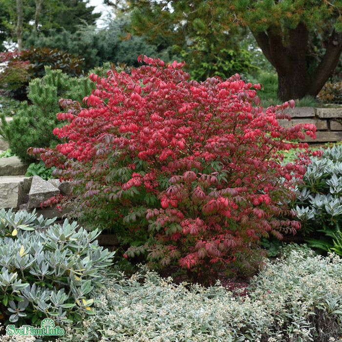 Euonymus alatus 'Compactus' C12 60-80cm