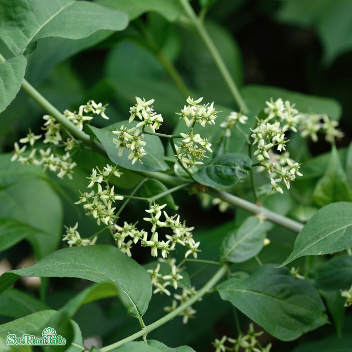 Euonymus europaeus 'Red Cascade' Solitär C12 100-125cm