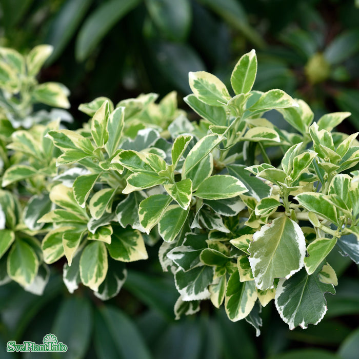 Euonymus for. var. rad. 'Emerald Gaiety' Stam C7,5 50cm