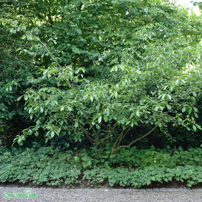 Euonymus grandiflorus 'Ruby Wine' Solitär C18 100-125cm