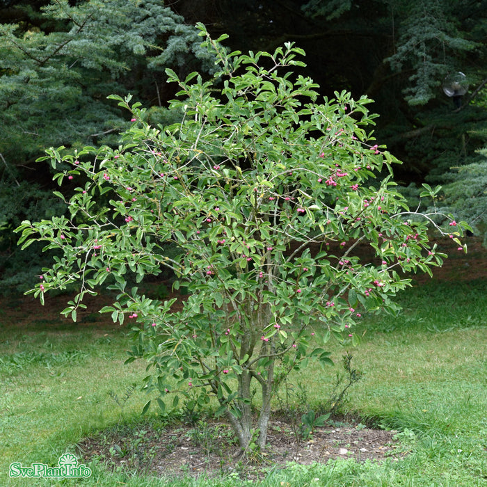 Euonymus phellomanus Stam C16 120cm