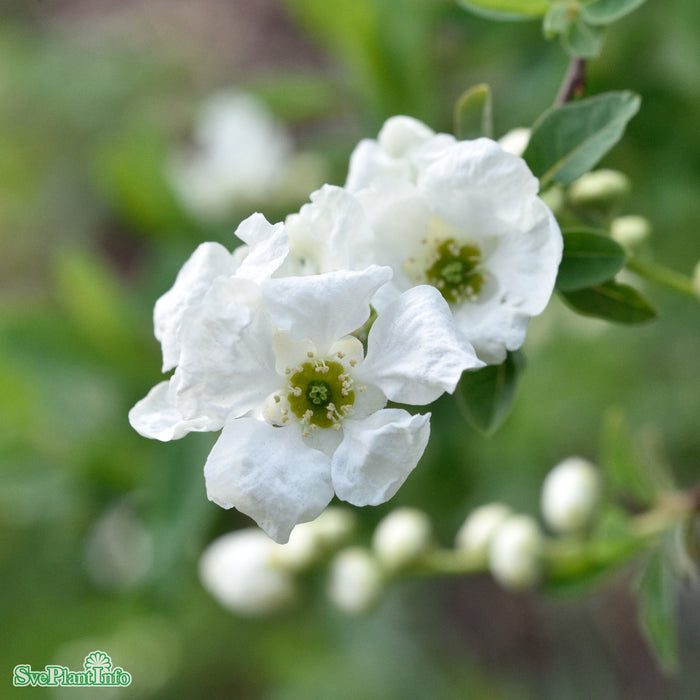 Exochorda 'The Bride' Solitär Kl 125-150cm