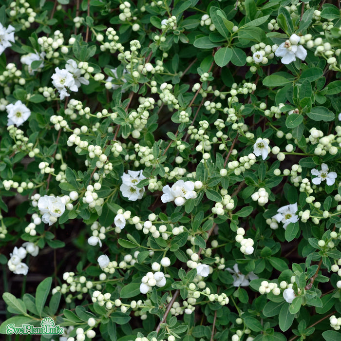 Exochorda 'The Bride' Co 50-60cm