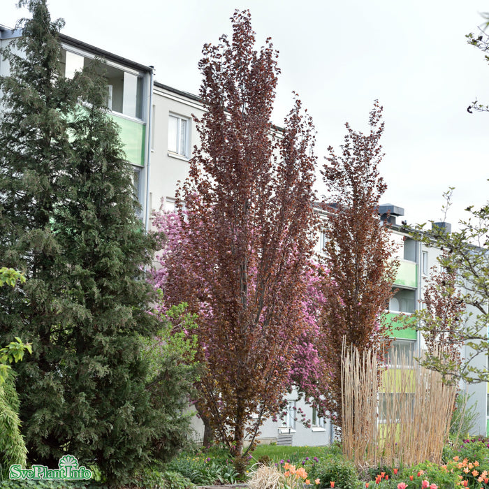 Fagus sylvatica 'Dawyck Purple' C15 175-200cm