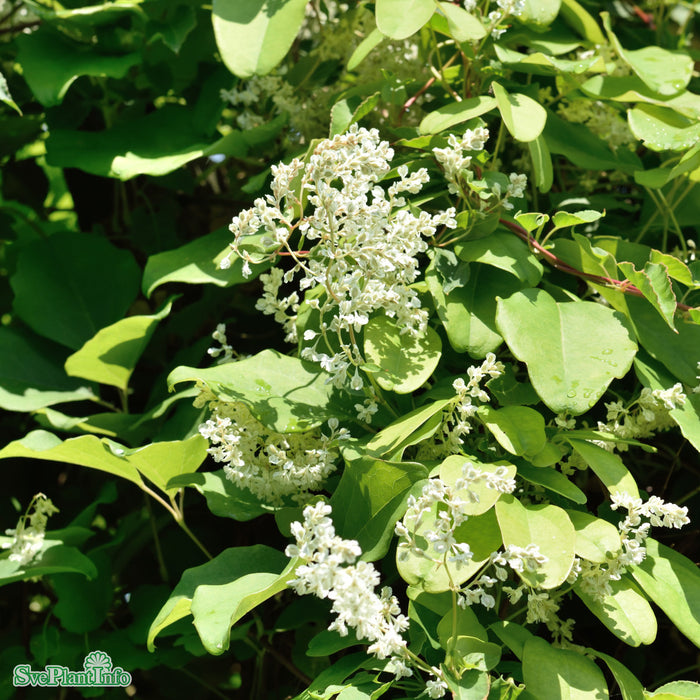 Polygonum aubertii A-Kval C2