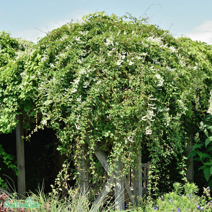 Polygonum aubertii C2 80-100cm