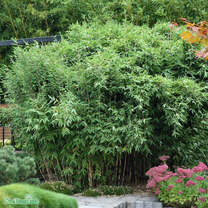 Fargesia mur. RED ZEBRA Busk C7,5 80-100cm