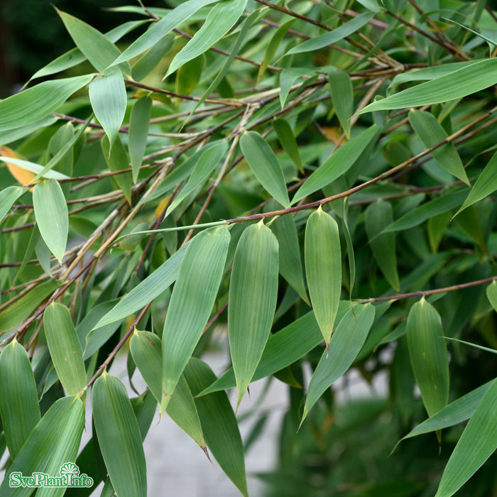 Fargesia murielae 'Red Zebra' Solitär C10 100-125cm