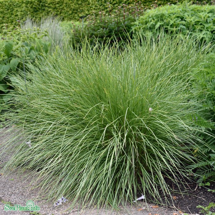 Festuca mairei A-kval