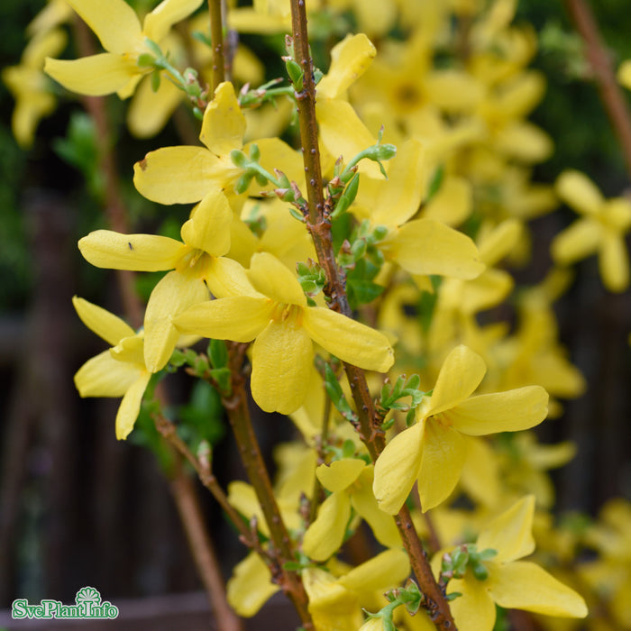 Forsythia x intermedia 'Week-End' C15 XXL 100-125cm